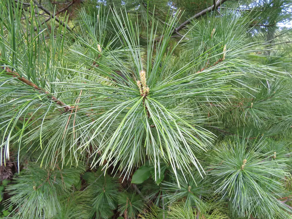 20 Western White Pine  Pinus Monticola Tree Seeds – Seed World