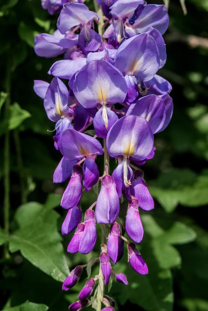 Wisteria sinensis