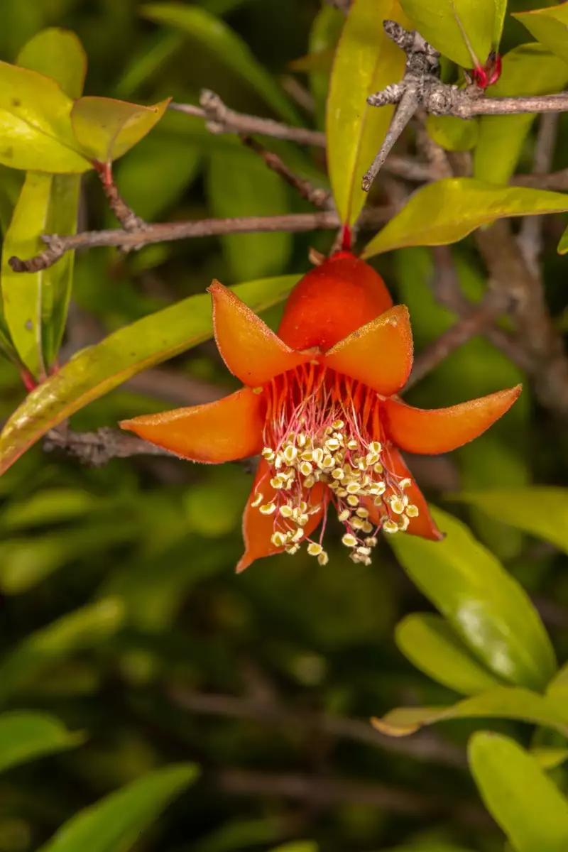 Seeds - Pomegranate, Punica Granatum, Tree/Shrub 30 Seeds (Fast, Edible