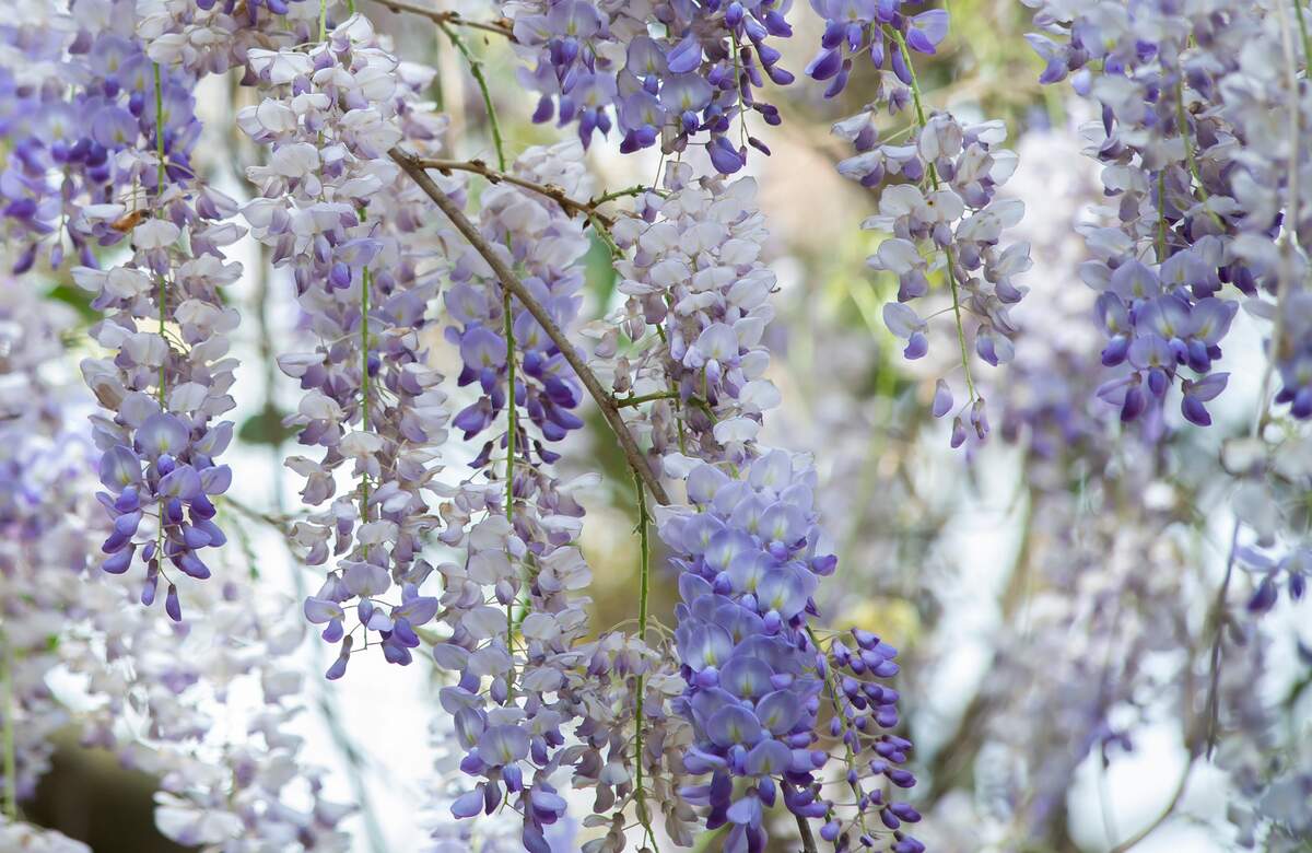 Wisteria frutescens