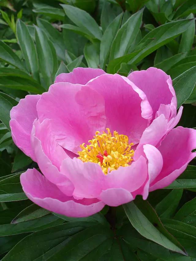 Paeonia lactiflora - Flower,Herbaceous Plants,Medicinal
