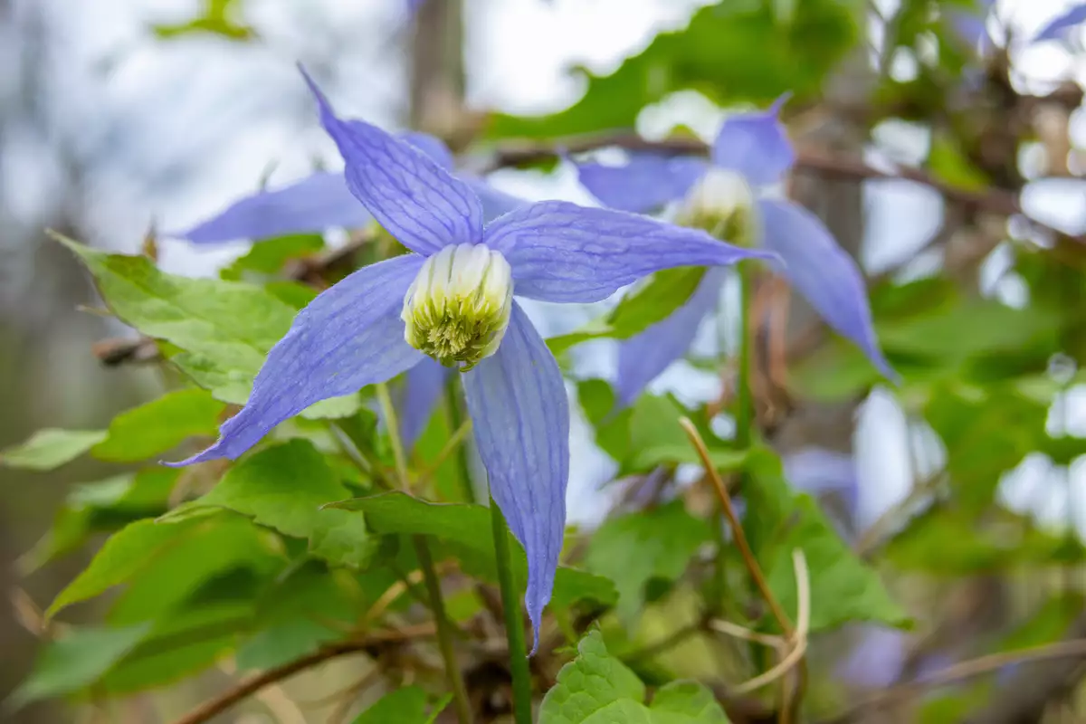 Clematis occidentalis - Web page Navigation - Purple Clematis