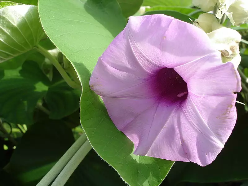Pansaar - Elephant Creeper سمندر سوگھ Samandar Shokh (Hawaiian Baby  Woodrose) is a plant from the Convolvulaceae family it also knows as  Elephant Creeper, silky elephant glory, woolly morning glory. It is