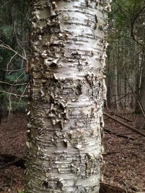 Yellow Birch Seeds for Planting Bonsai Tree 200+ Seeds (Betula Alleghaniensis)