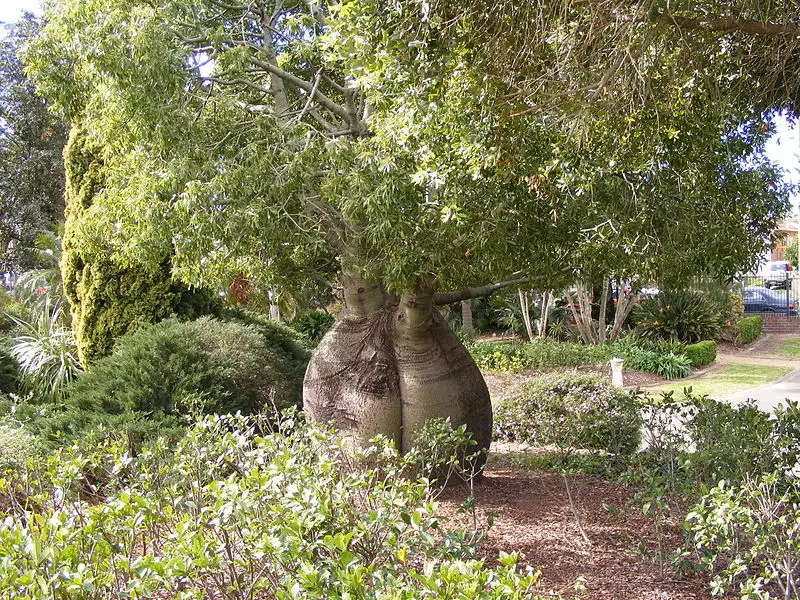 Brachychiton rupestris (Kurrajong, Narrowleaf Bottle Tree, Queensland  Bottle Tree)