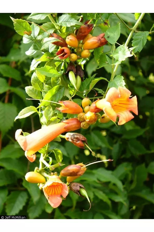 Trumpet creeper (Campsis radicans) is native from Pennsylvania and New