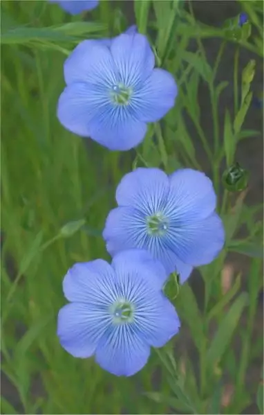 Linseed / Flax (Linum usitatissimum), The Beautiful, European wild plants