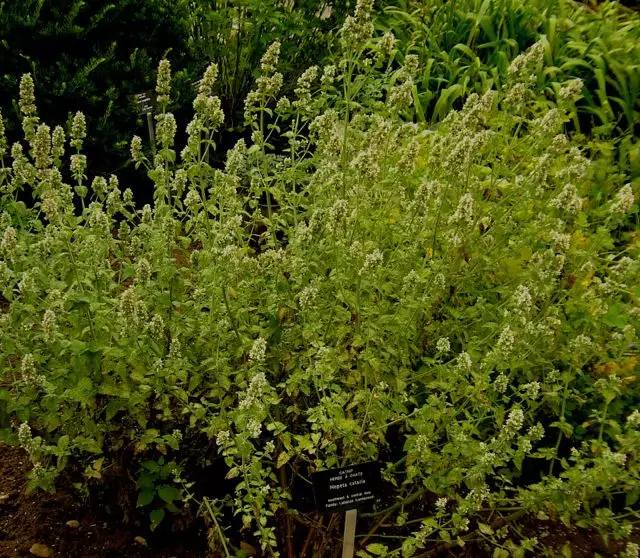 Seeds Herb Catmint (Catnip, Catswort, Catwort, Catnep, Field Balm, Nepeta Cataria) For Cat Heirloom - 100 Seeds