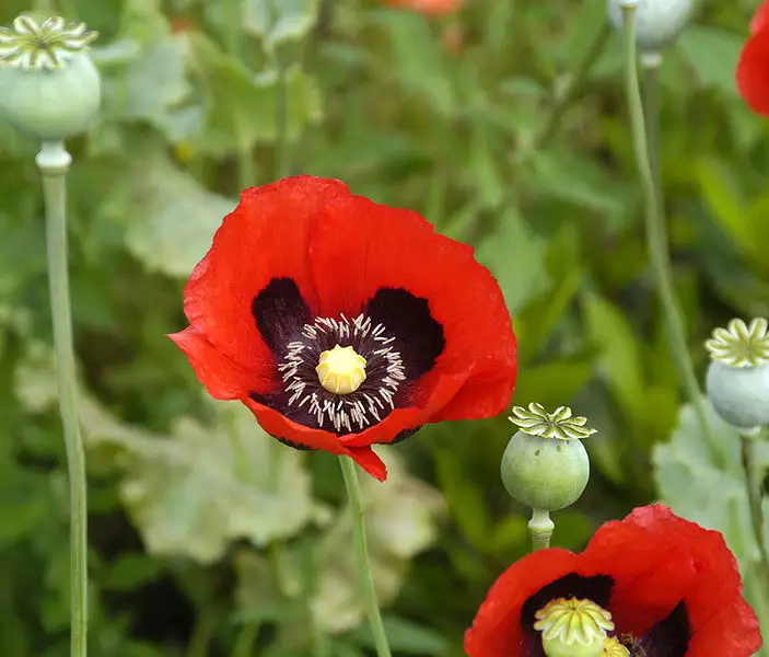 Papaver somniferum - Annual,Herbaceous Plants,Medicinal Herbs - Opium Poppy