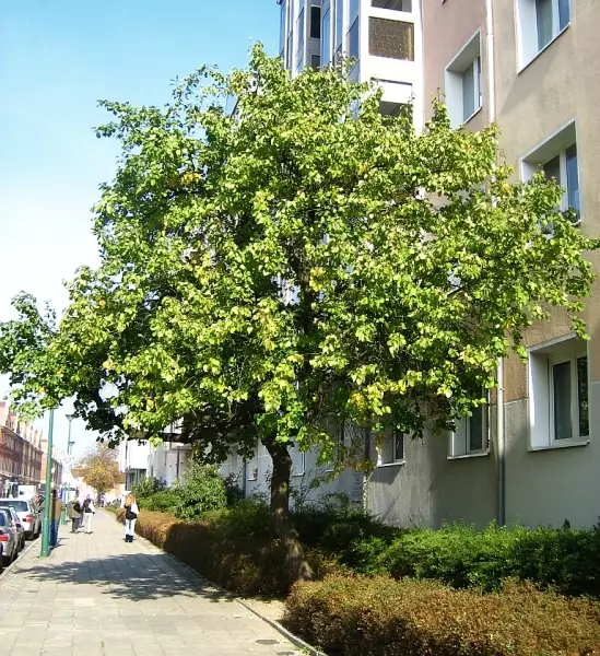 Prunus armeniaca - Wikipedia