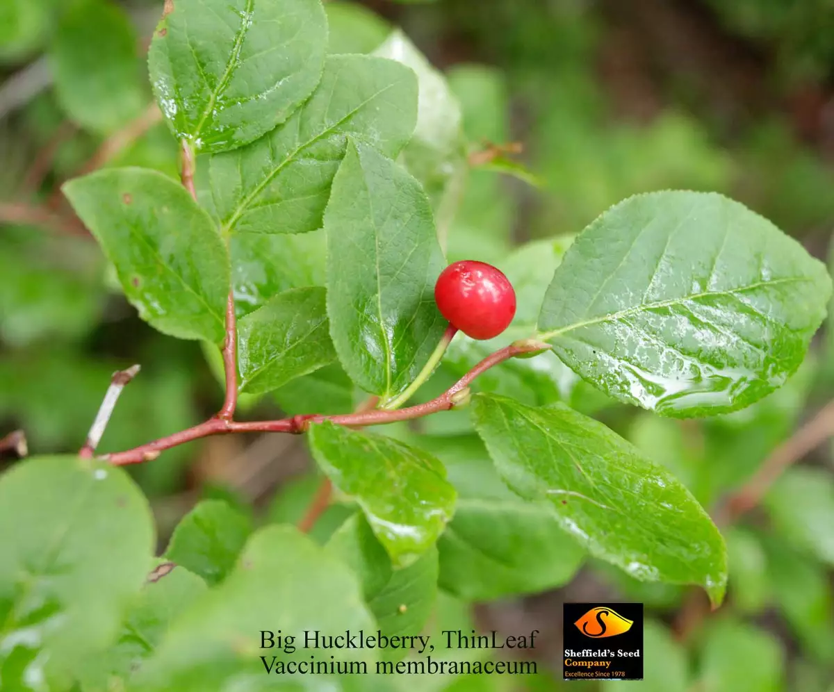 File:Alaska wild berries.jpg - Wikipedia