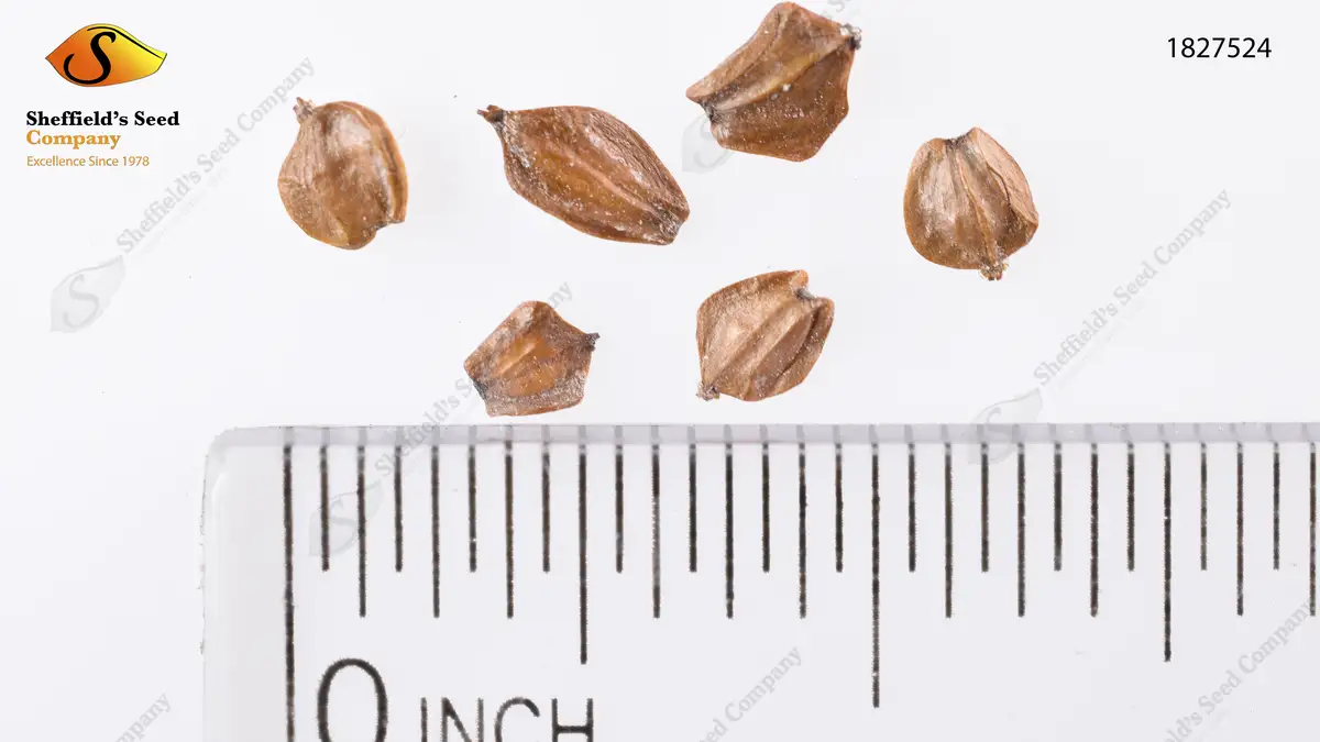 Alnus Hirsuta Deciduous Manchurian Alder