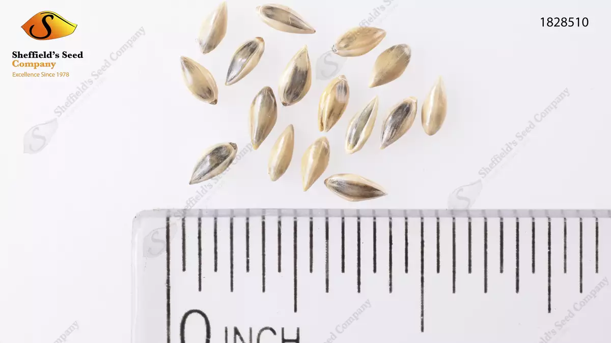 Panicum virgatum 'CaveinRock' Grass,Herbaceous Plants Cavein