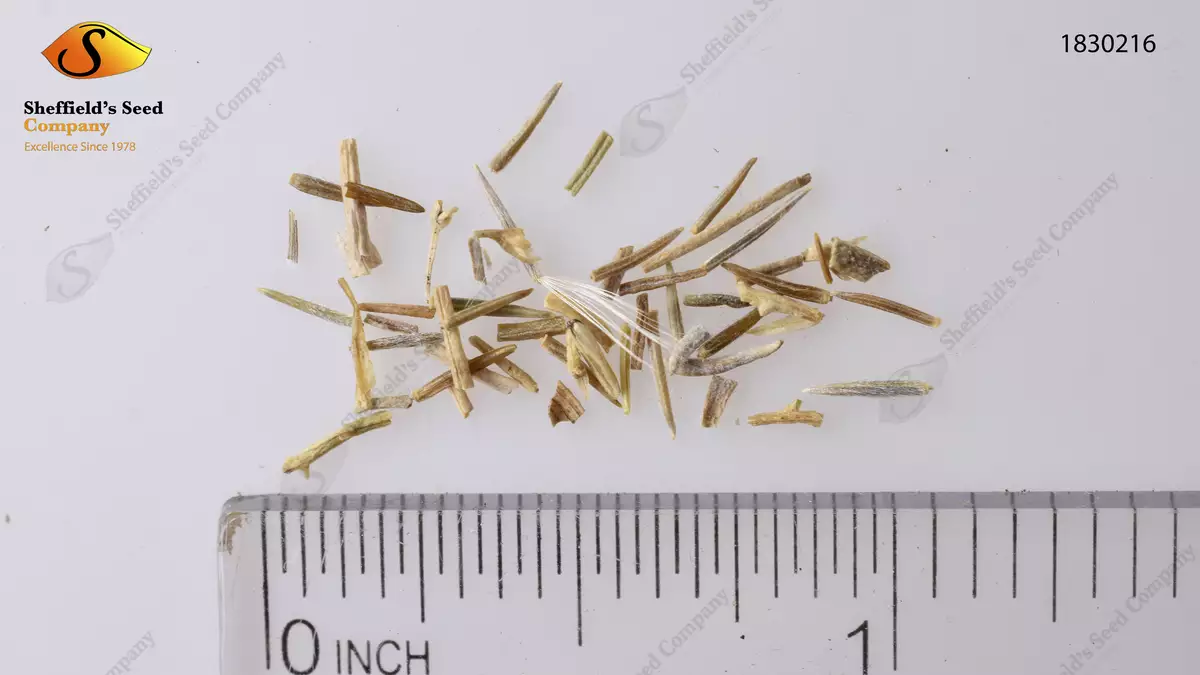 Ericameria nauseosa var. speciosa - Web page Navigation - Gray ...