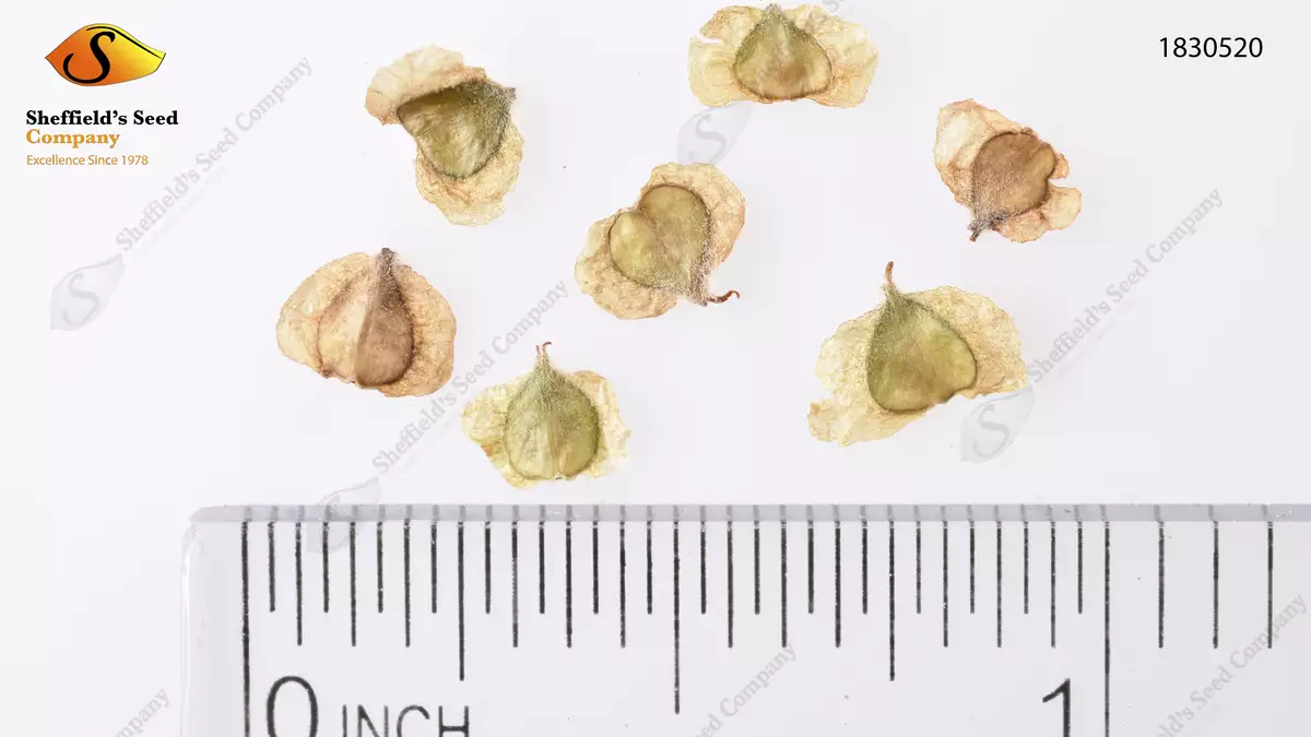 Betula nigra Southern Deciduous River Birch, Water Birch