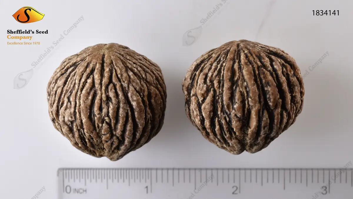 Juglans nigra Northern - Hardwood - Black Walnut, Eastern Black Walnut