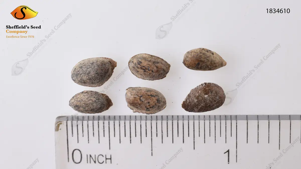 pinus-strobus-north-carolina-conifer-eastern-white-pine-northern