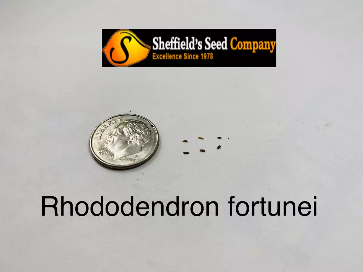 Rhododendron fortunei shrub fortune rhododendron