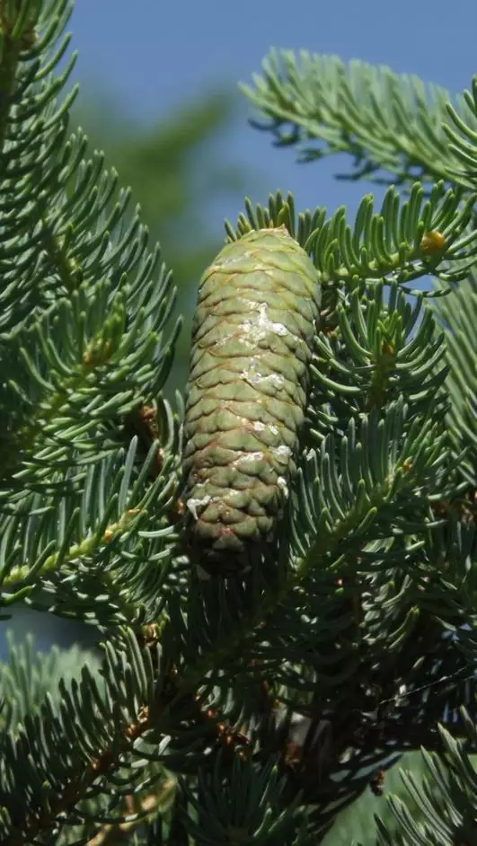 Picea meyeri - Common Bonsai,Conifer - Meyer's Spruce