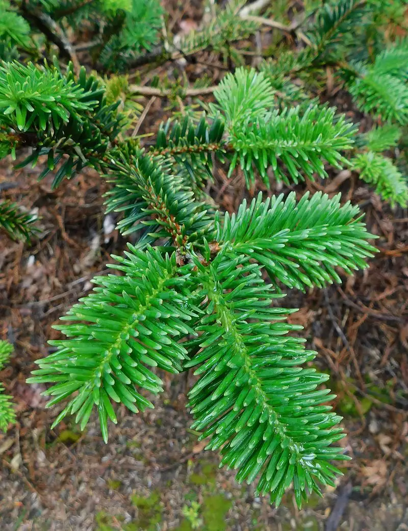 Abies forrestii var. georgei - Conifer,Medicinal Herbs - George Fir