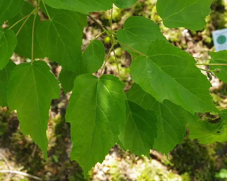 Acer tetramerum - Hardwood - Spike Leafed Maple