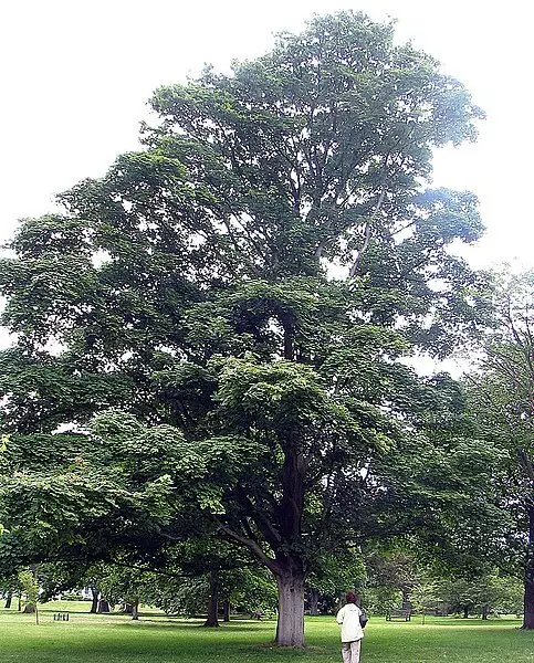 Acer velutinum - Common Bonsai,Hardwood - Velvet Maple