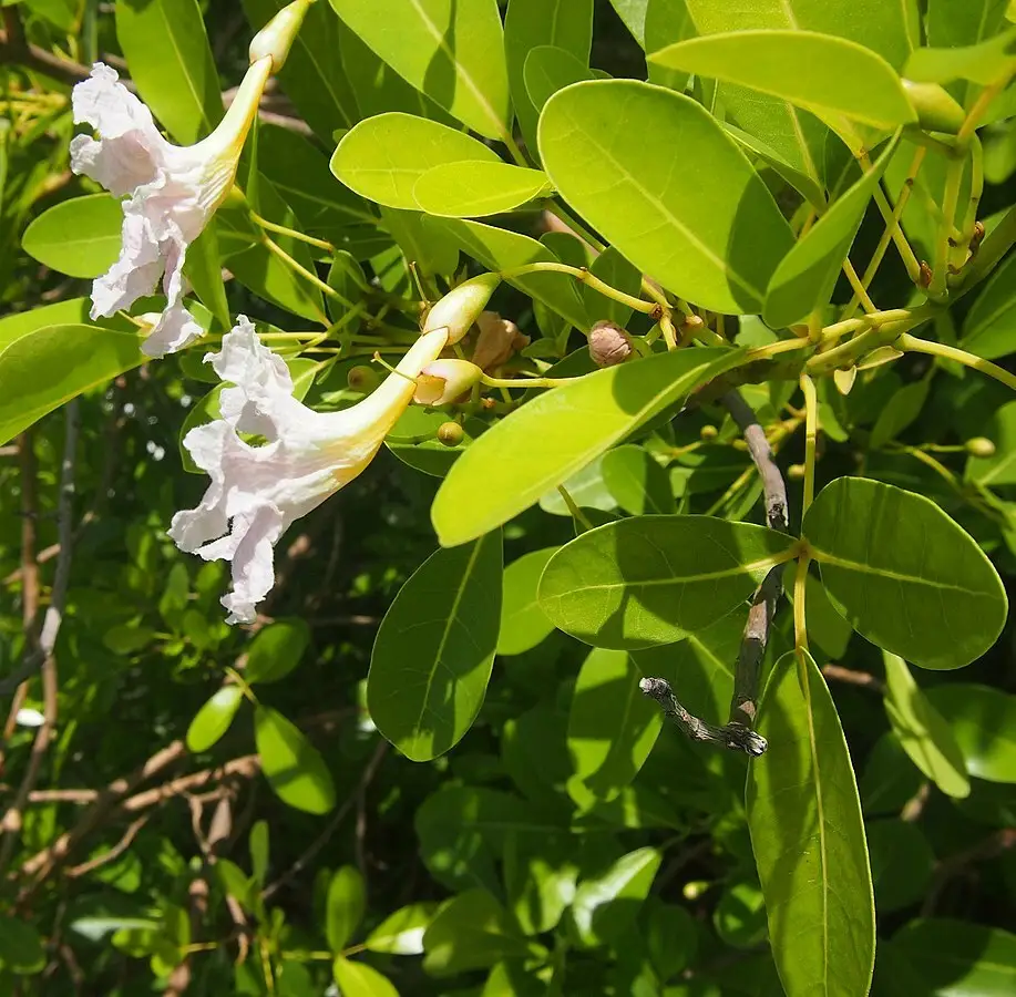 Tabocia Rocia Tree Tabebuia rosea - Flowering Tree,Medicinal Herbs,Tree,Tropical,Web page ...
