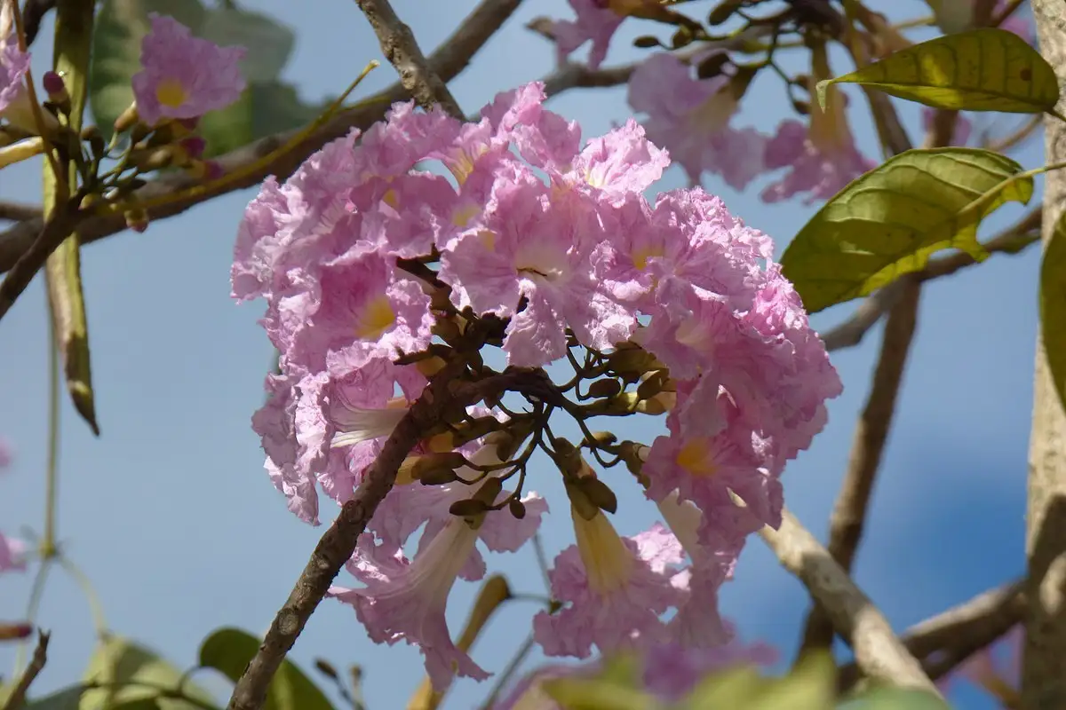 Tabocia Rocia Tree Tabebuia rosea - Flowering Tree,Medicinal Herbs,Tree,Tropical,Web page ...