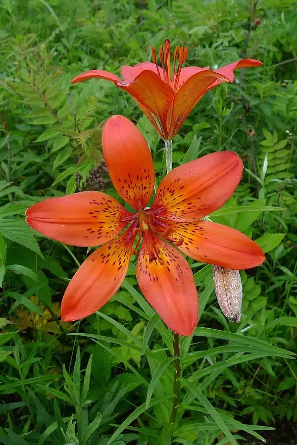 Lilium pensylvanicum Flower,Herbaceous Plants,Perennial, page