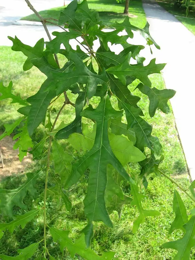Quercus lyrata - Deciduous,Hardwood,Shade Tree - Overcup Oak