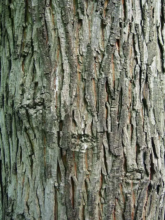 Carya laciniosa Hardwood Big Shellbark, Bigleaf Shagbark Hickory