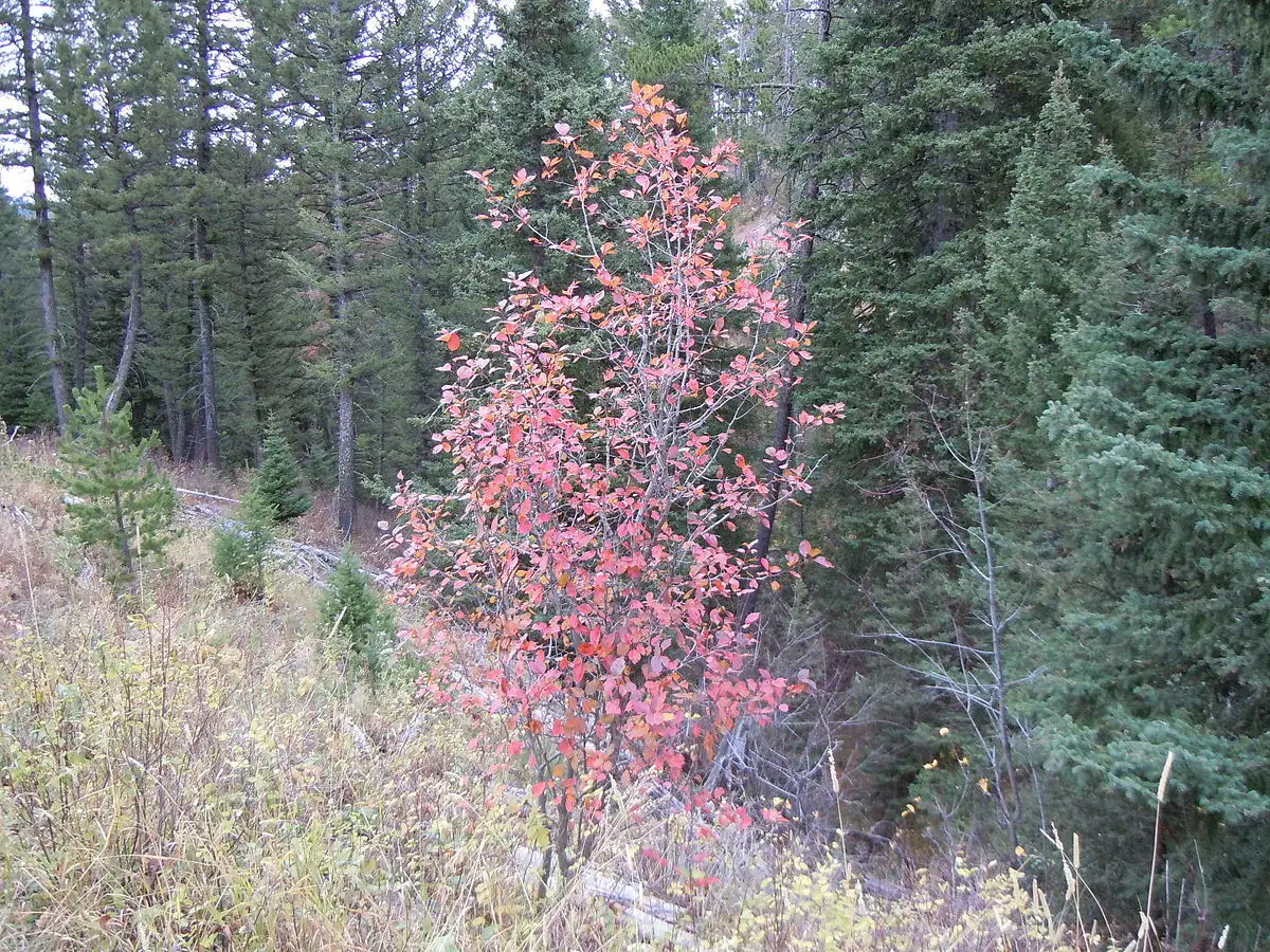 Crataegus douglasii - Flowering Tree,Medicinal Herbs,Tree,Web page ...
