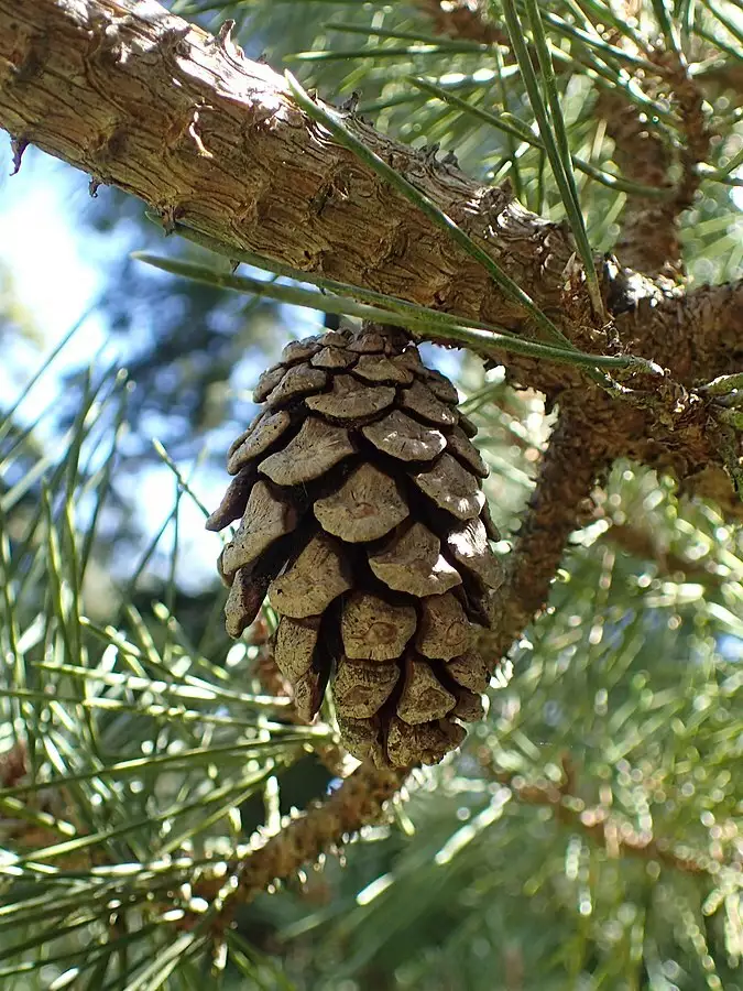 Pinus thunbergii China - Common Bonsai,Conifer - Japanese Black Pine