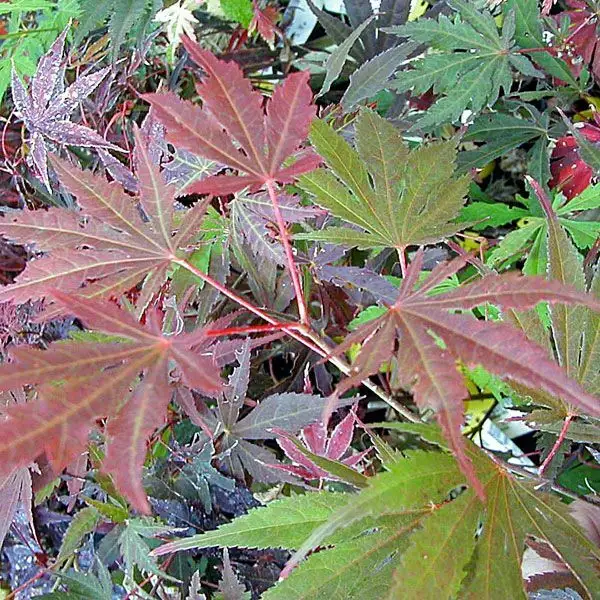 Acer palmatum ssp. amoenum 'Kinran' dry seed - Common Bonsai,Deciduous ...