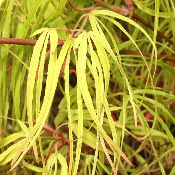 Acer palmatum ssp. amoenum 'Koto-no-ito' dry seed - Bonsai,Bonsai Seeds ...