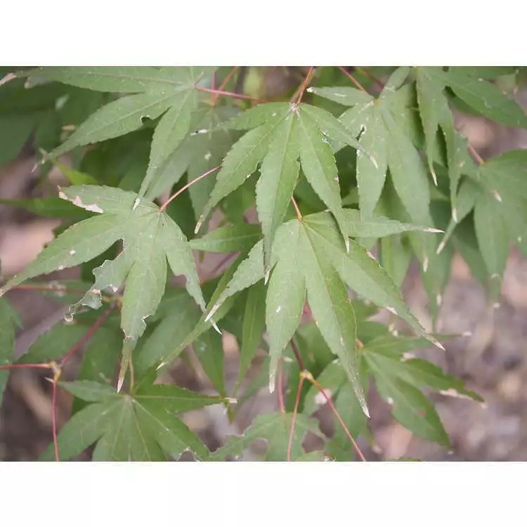 Acer palmatum 'Hubb's Red Willow' fresh/green seed Common Bonsai