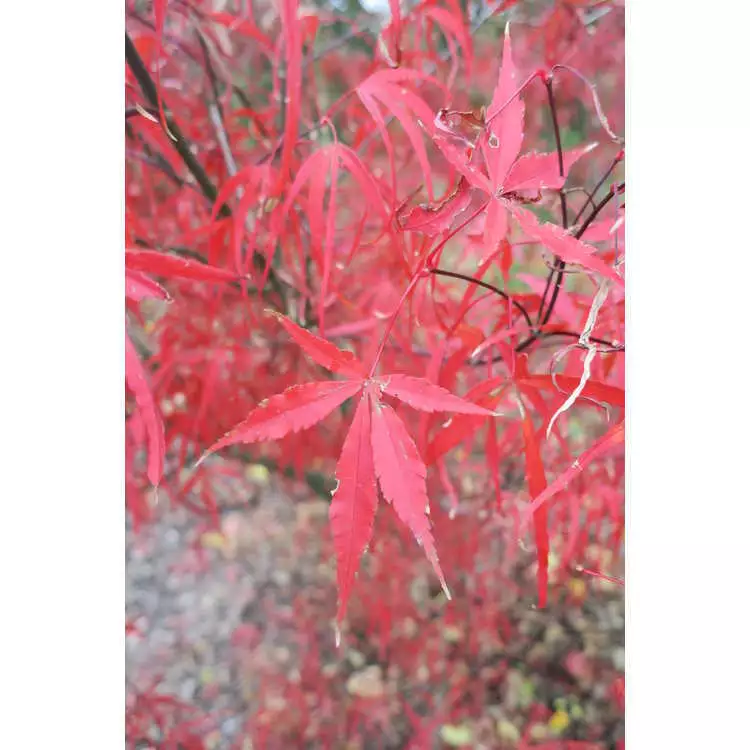 Acer palmatum 'Hubb's Red Willow' fresh/green seed Common Bonsai