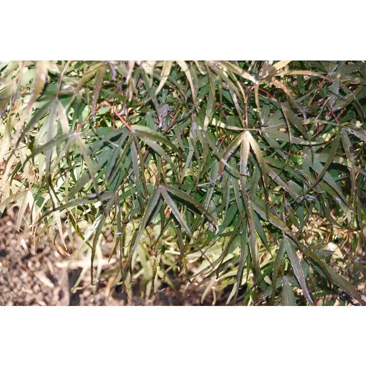 Acer palmatum 'Hubb's Red Willow' fresh/green seed Common Bonsai