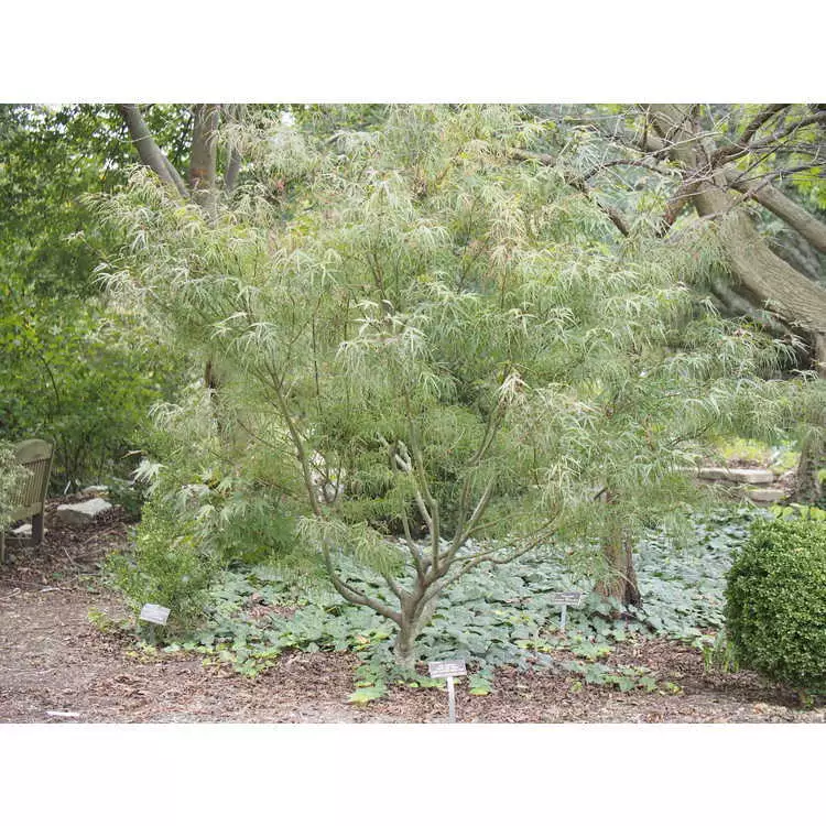 Acer palmatum 'Hubb's Red Willow' dry seed Common Bonsai,Deciduous