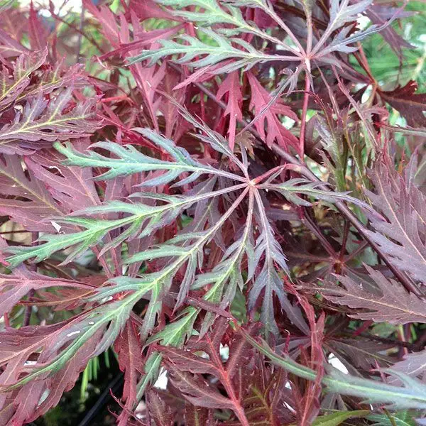 acer-palmatum-ssp-matsumurae-garnet-dry-seed-common-bonsai