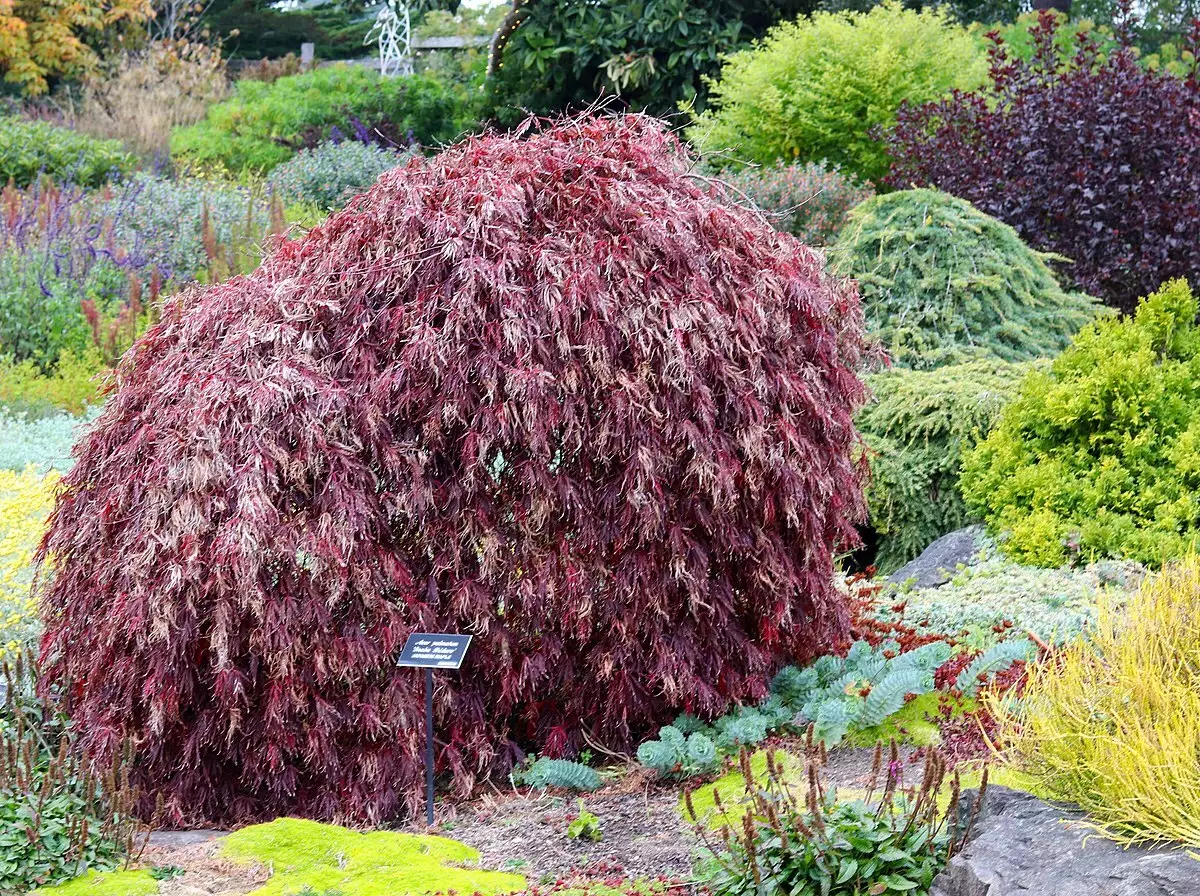 Acer palmatum ssp. matsumurae 'Inaba shidare' fresh/green seed - Bonsai ...