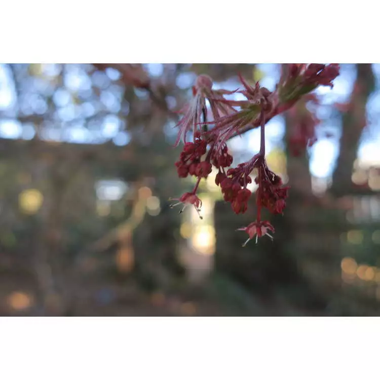 Acer Palmatum Ssp. Matsumurae 'oregon Sunset' Dry Seed - Common Bonsai 