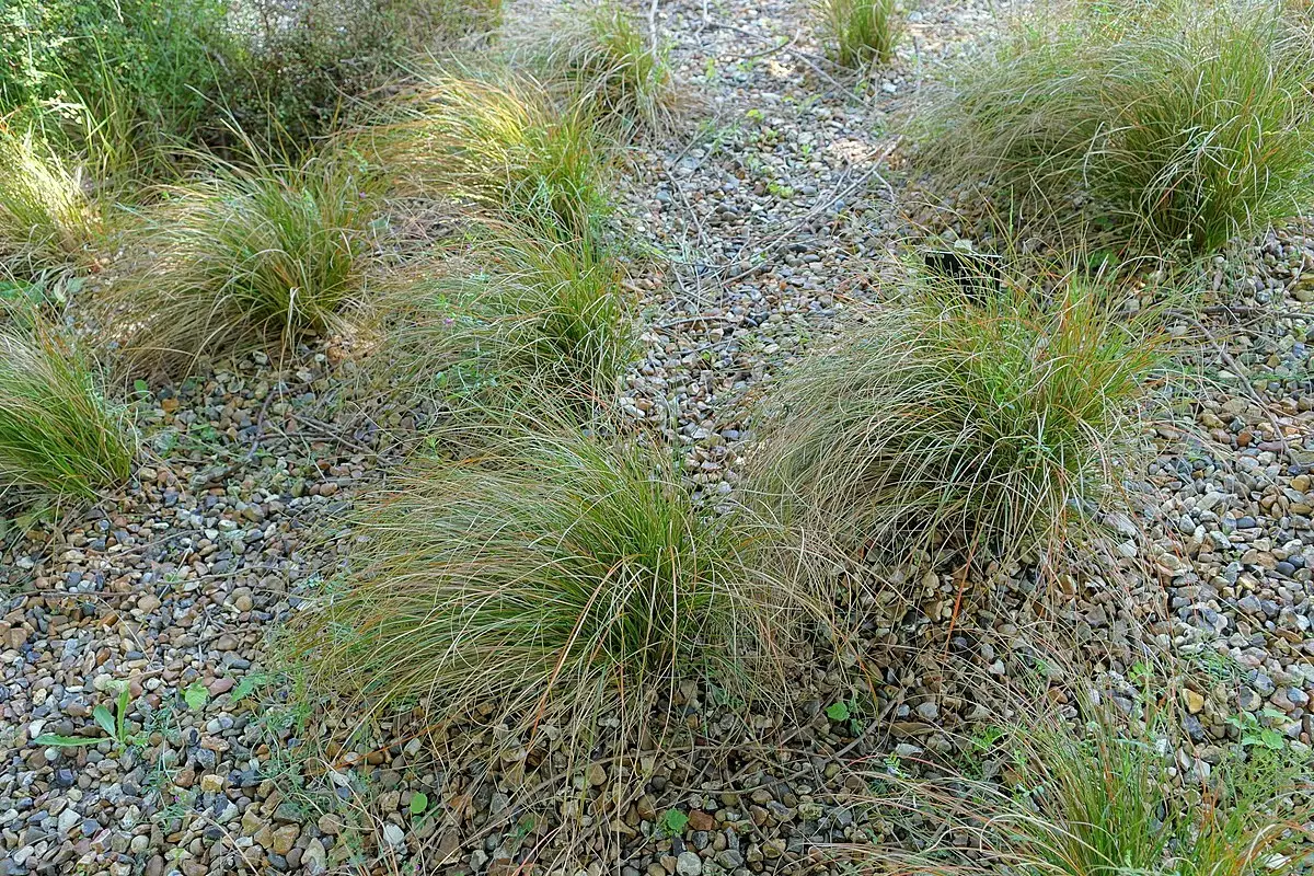 Carex testacea - Grass,Herb and Grass Seeds,Ornamental Grass,Web page ...