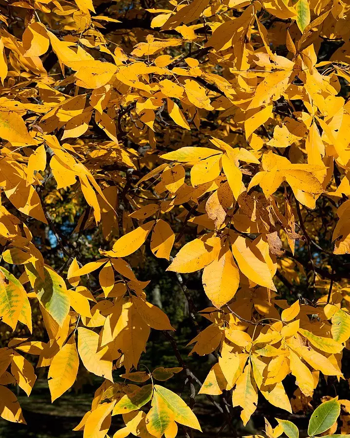 Carya ovata Southern Deciduous,Hardwood,Shade Tree Shagbark Hickory