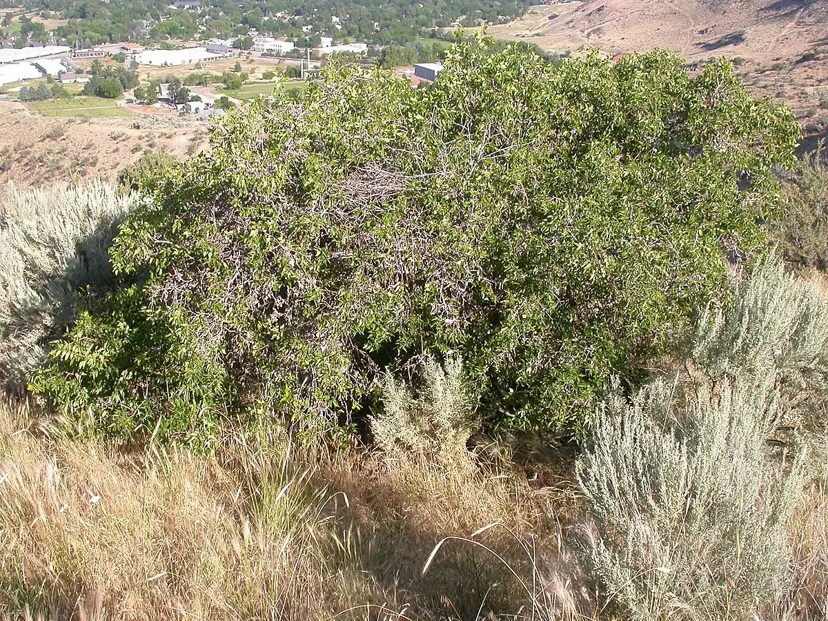 Celtis laevigata var. reticulata - Common Bonsai,Shade Tree - Netleaf ...