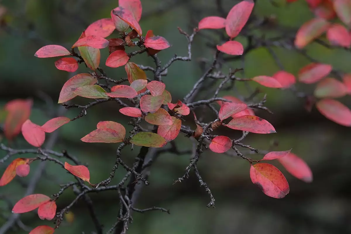 Cotoneaster acutifolius - Shrub - Peking Cotoneaster