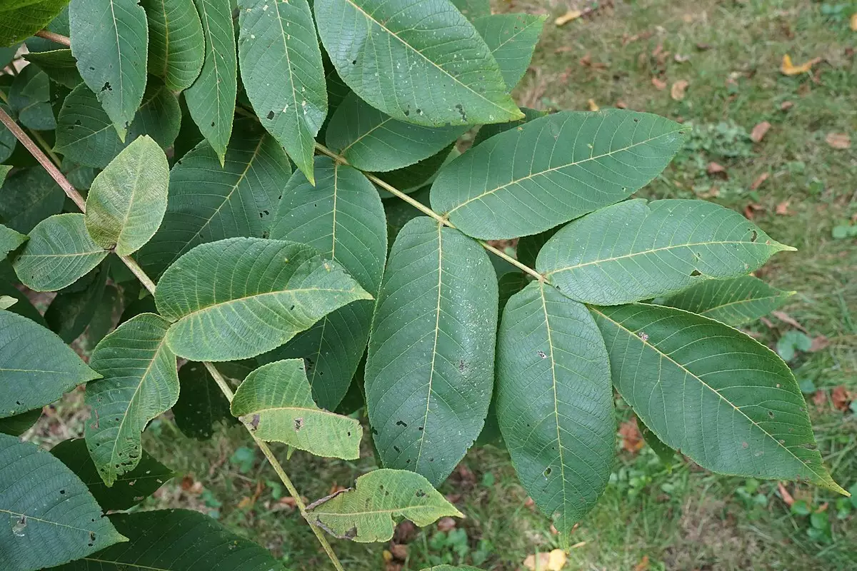 Juglans ailantifolia Edible Fruit/Nuts,Fruits Japanese Walnut