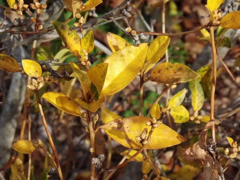 Rhododendron mucronulatum Shrub Korean Rhododendron