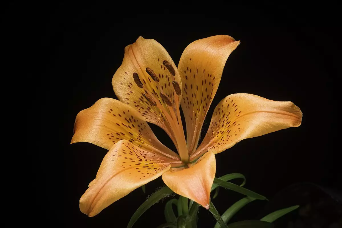 Lilium pensylvanicum - Flower,Herbaceous Plants,Perennial,Web page