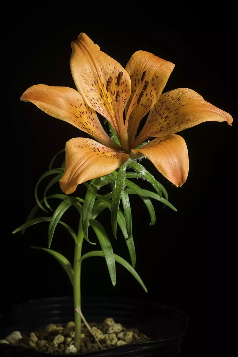 Lilium pensylvanicum - Flower,Herbaceous Plants,Perennial,Web page